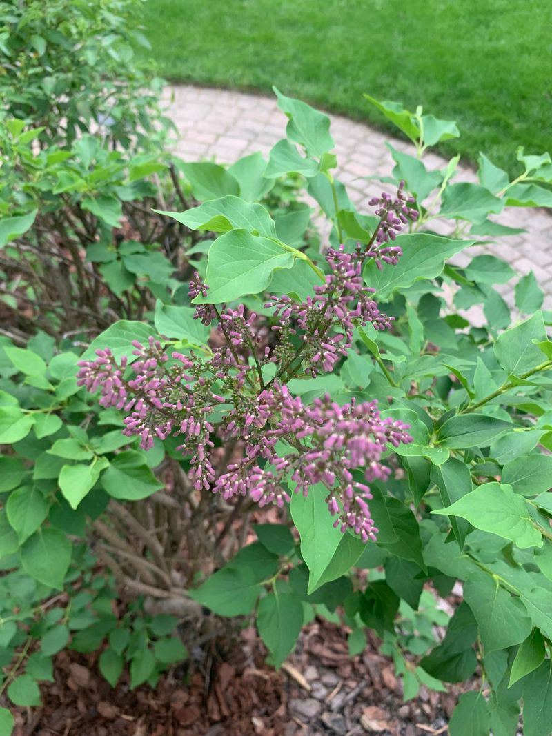 Leave Winter Buds Alone