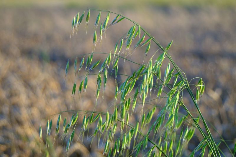 Leave Winter Residue In Place Leave Winter Residue In Place