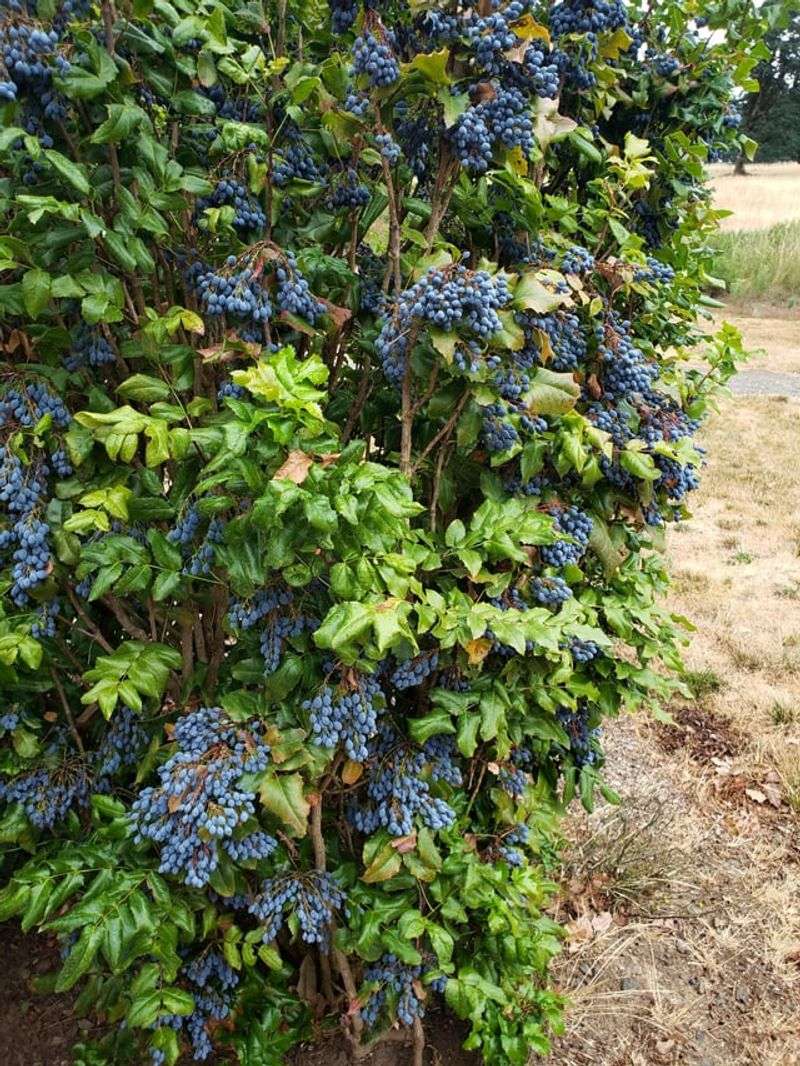 Leaves Are Shading The Fruit
