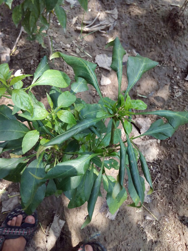 Leaves Curl Or Cup To Conserve Moisture Leaves Curl Or Cup To Conserve Moisture