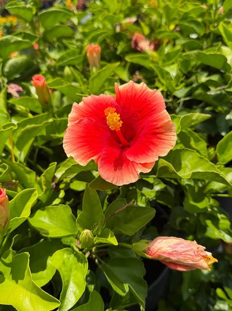 Leaves Help Shield Stems From Sun Damage