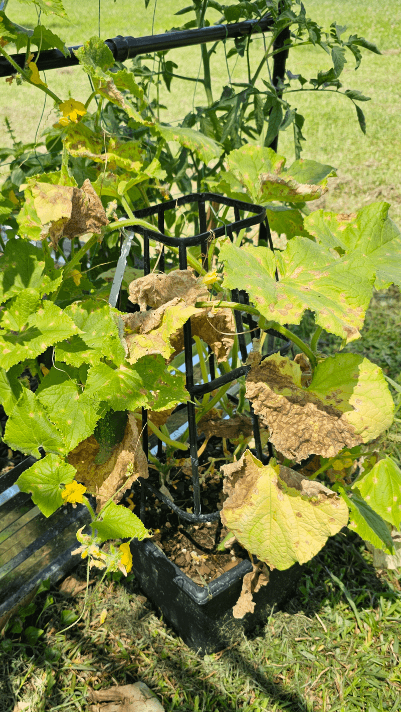 Leaves Look Pale Yellow Or Stressed In August