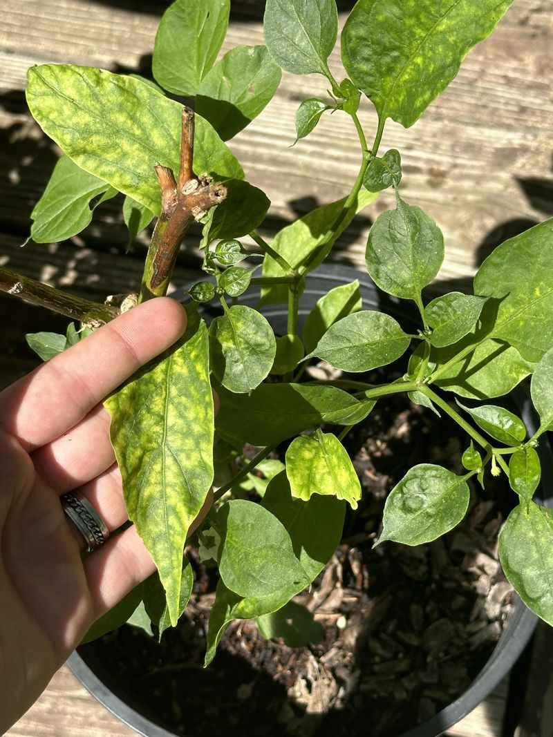 Leaves Look Spotted, Curled, Sticky, Or Yellow