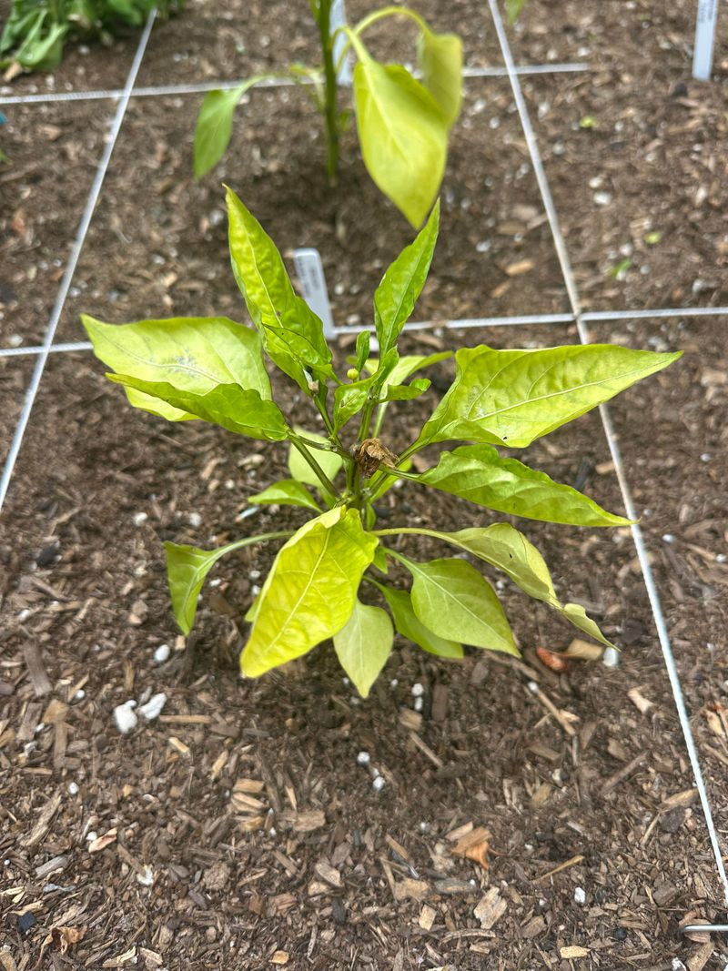 Leaves Look Tired At The Top Leaves Look Tired At The Top