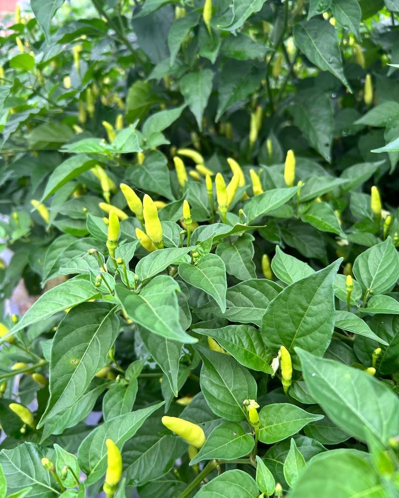 Leaves Look Upright And Evenly Green