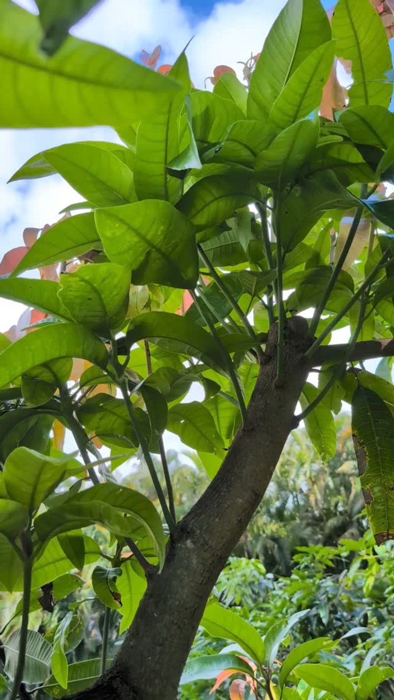 Leaves Smell Bad When Crushed