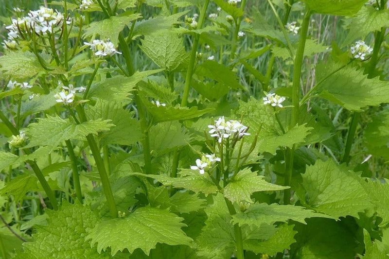 Leaves Smell Garlicky When Crushed
