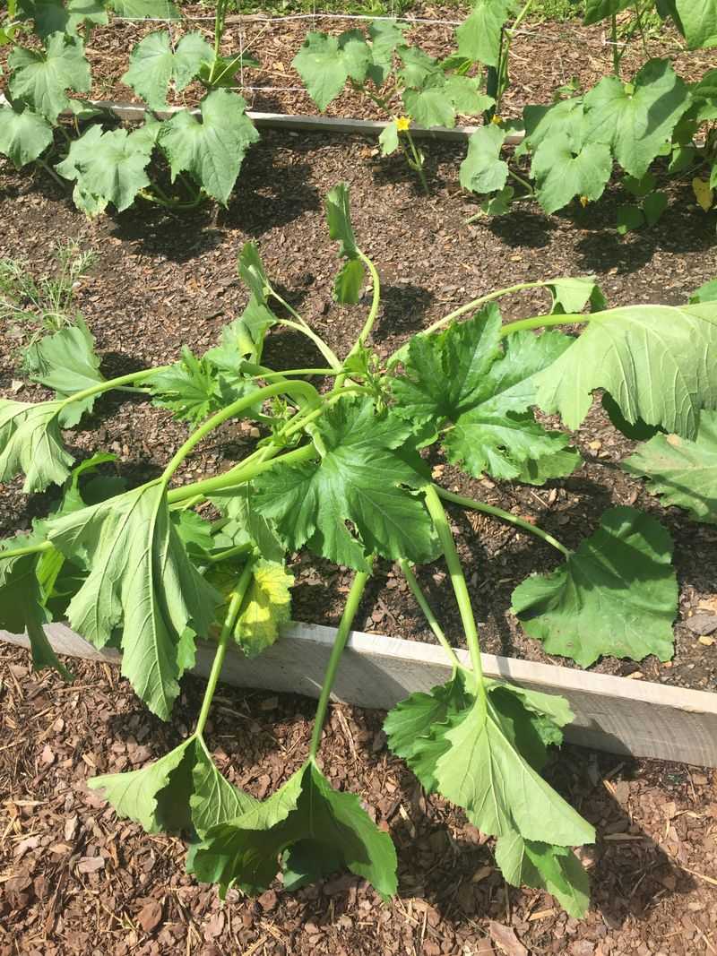 Leaves Start Wilting In Daytime