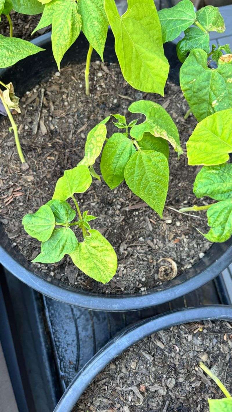 Leaves Stay Limp After The Sun Eases
