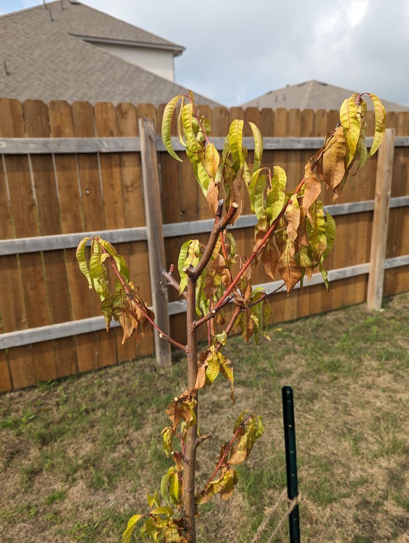 Leaves Stay Wilted Beyond The Hottest Hours