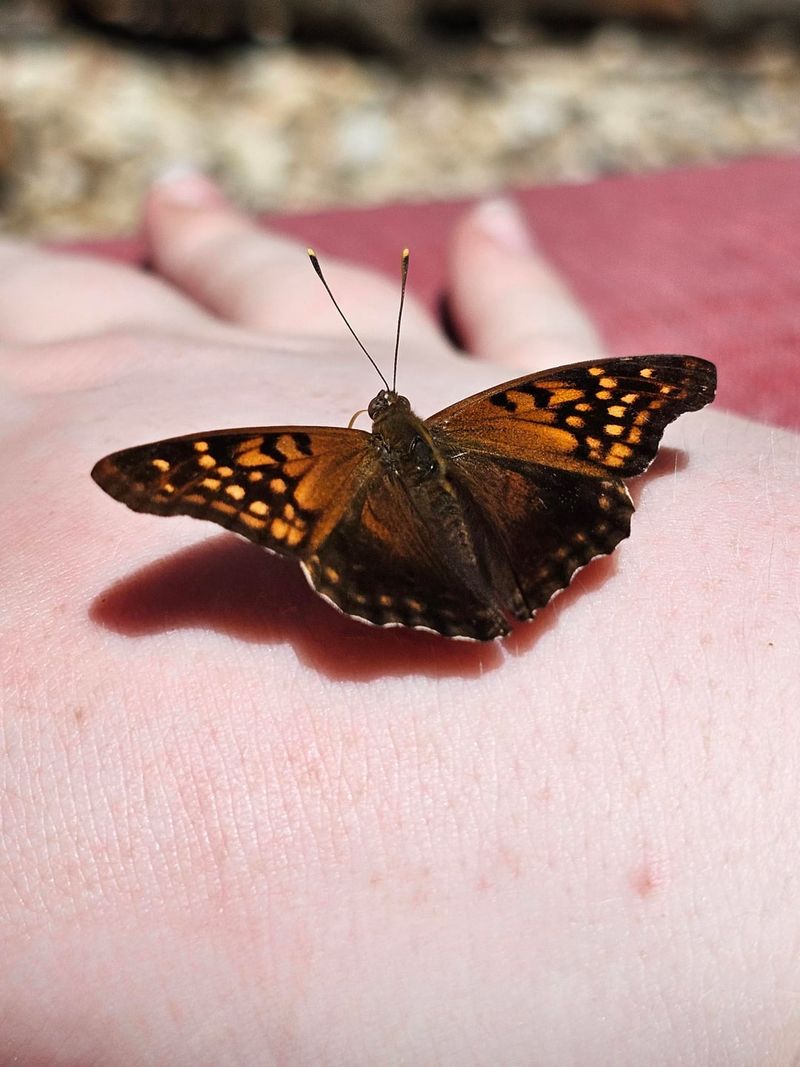Leaves Support Native Butterflies