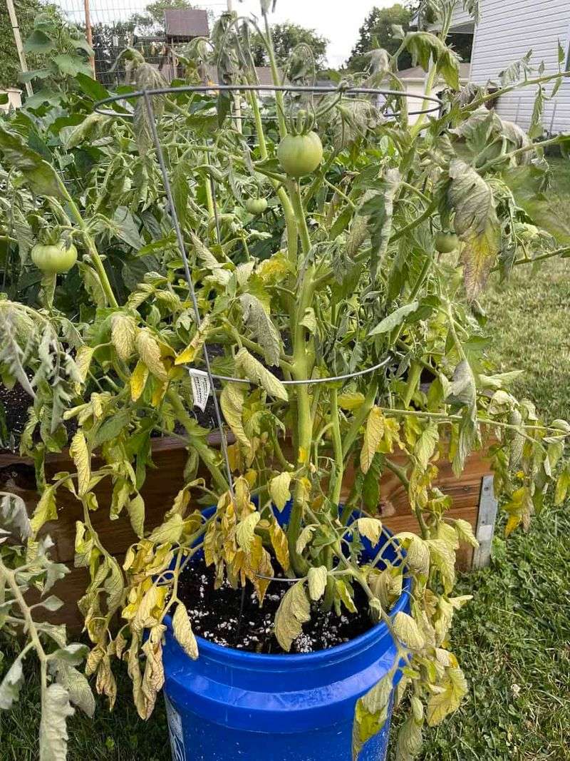 Leaves Wilt During The Hottest Part Of The Day Leaves Wilt During The Hottest Part Of The Day