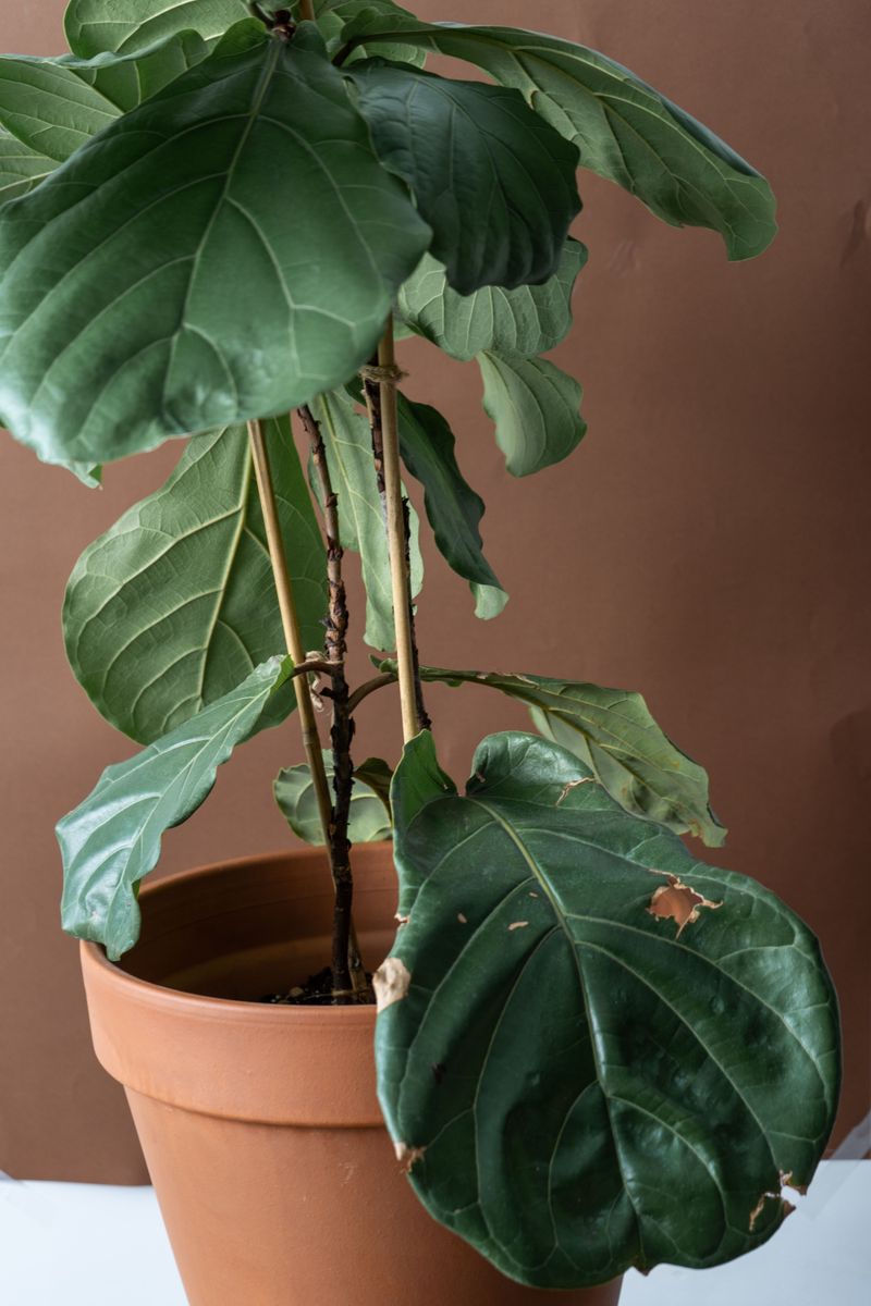 Leaves Wilt Quickly Even After A Fresh Watering Leaves Wilt Quickly Even After A Fresh Watering