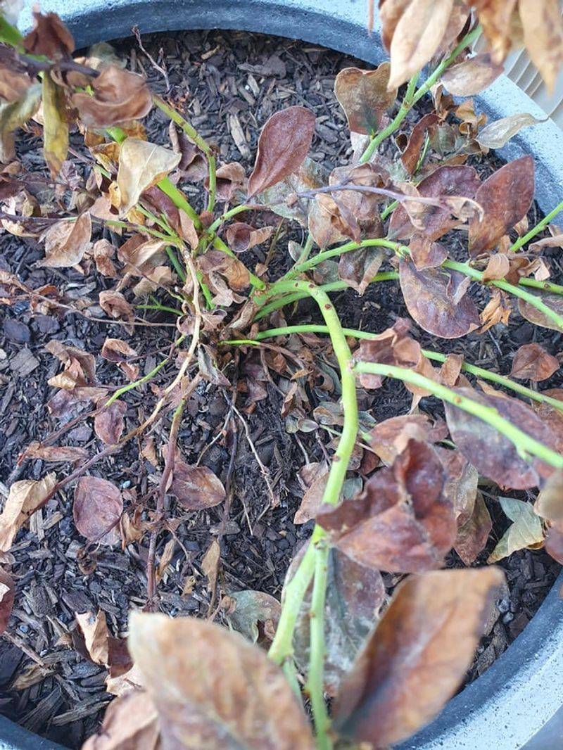 Leaves Wilting Even After Watering Leaves Wilting Even After Watering