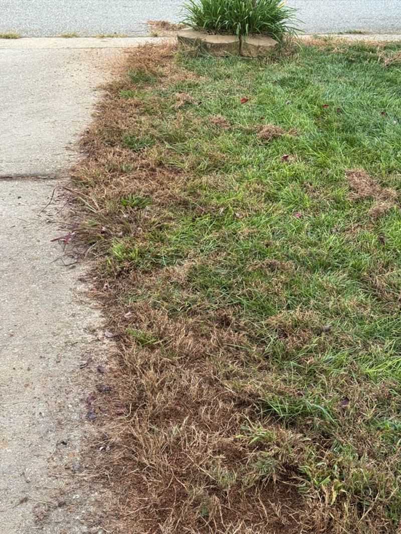 Leaving Bare Soil Spots Gives Weeds Room To Grow Leaving Bare Soil Spots Gives Weeds Room To Grow