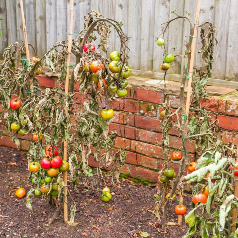 Leaving Bare Soil Under Tomato Plants