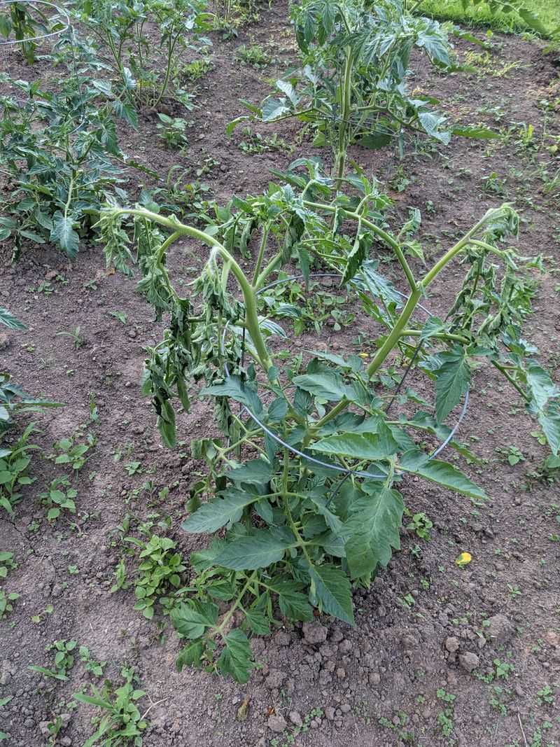 Leaving Bare Soil Under Tomato Plants