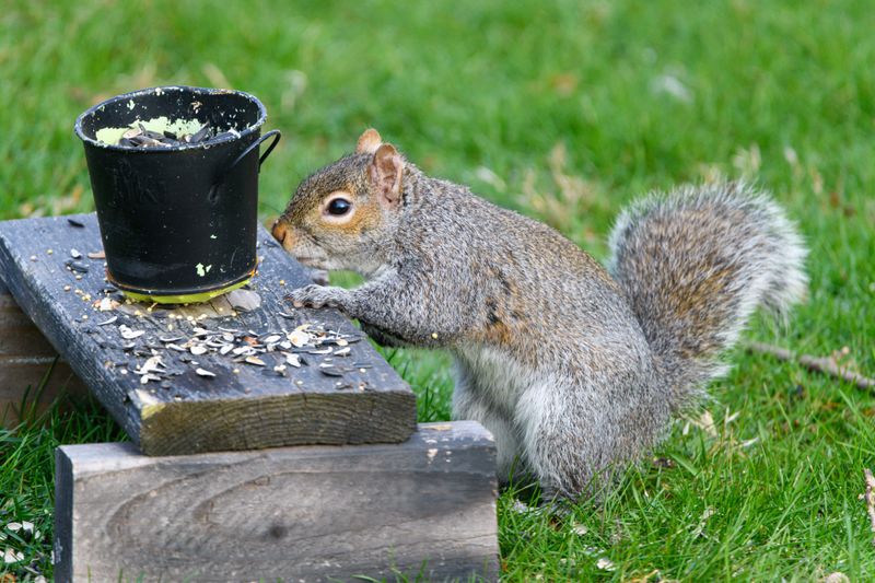 Leaving Bird Feeders Without Cleanup Routines