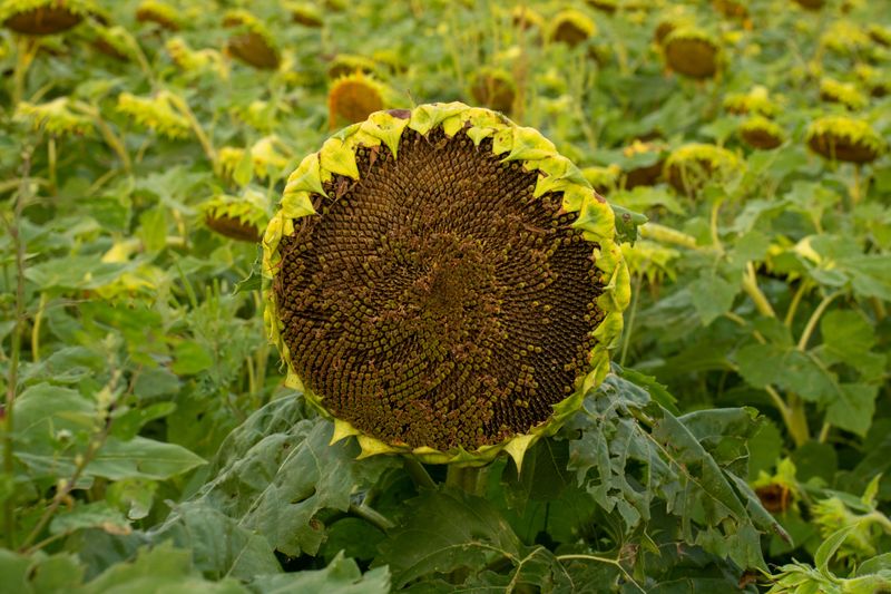 Leaving Flower Heads Intact Allows Seeds To Fully Develop Leaving Flower Heads Intact Allows Seeds To Fully Develop