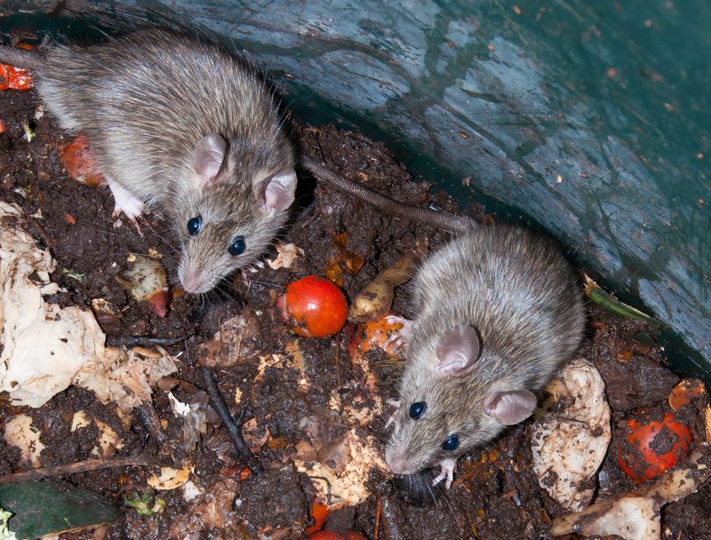 Leaving Food Scraps Exposed Attracts Unwanted Pests Leaving Food Scraps Exposed Attracts Unwanted Pests