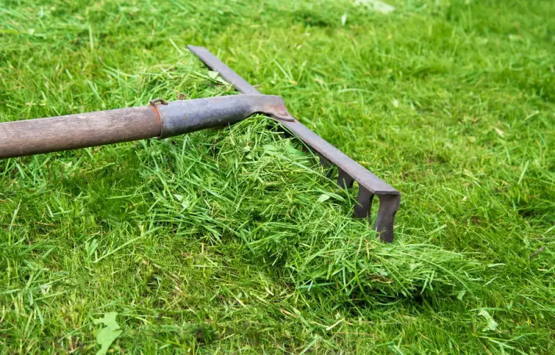 Leaving Grass Clippings And Leaf Litter In Place Leaving Grass Clippings And Leaf Litter In Place