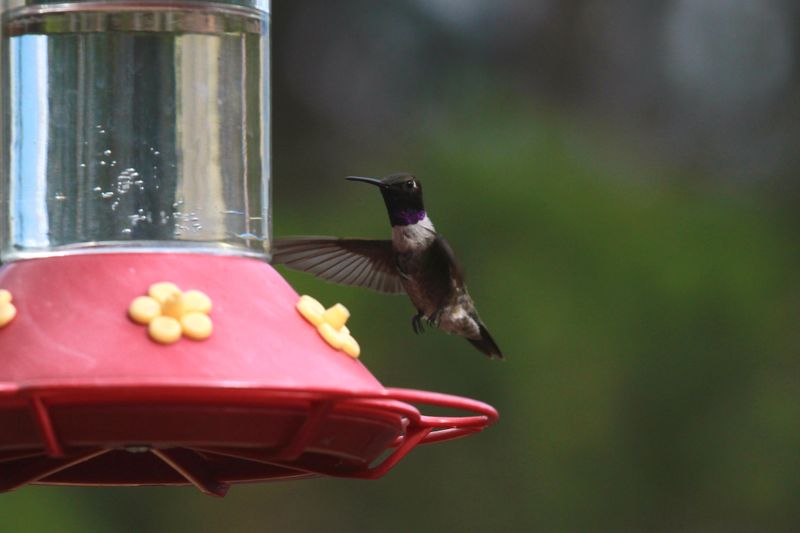 Leaving Nectar Out Too Long During Hot Spells