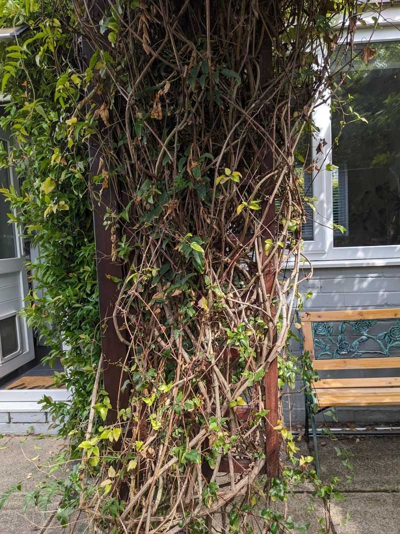 Leaving New Vines To Tangle Themselves Leaving New Vines To Tangle Themselves