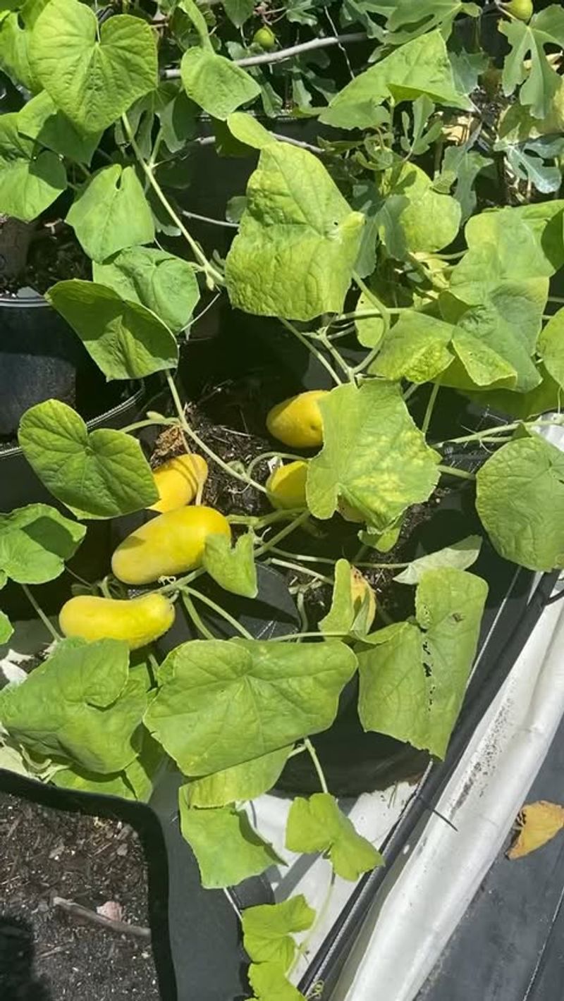 Leaving Old Cucumbers On The Vine Leaving Old Cucumbers On The Vine