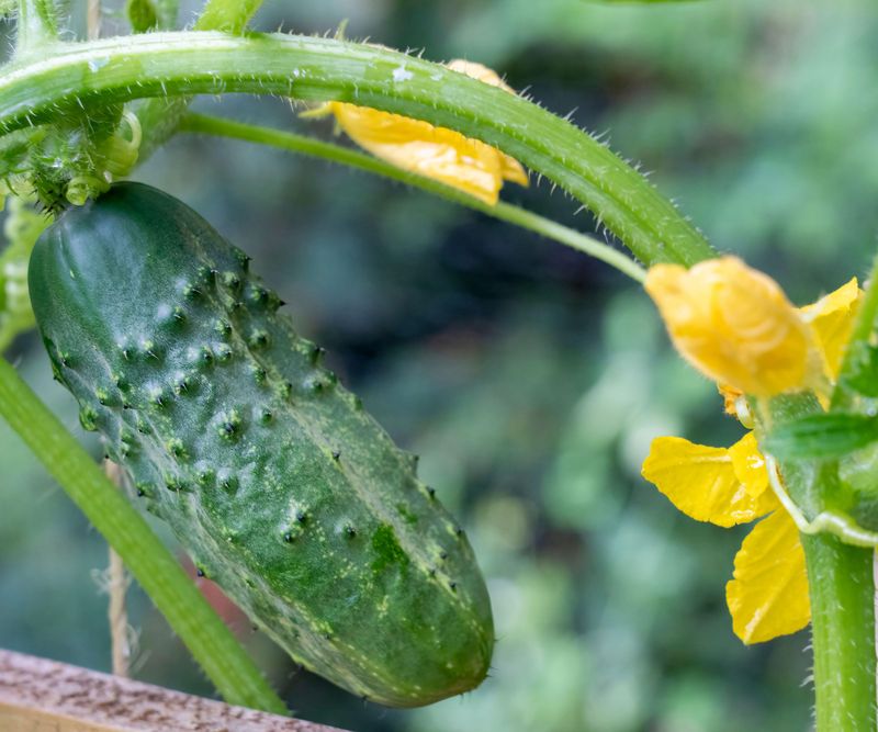 Leaving Overmature Cucumbers On The Vine Leaving Overmature Cucumbers On The Vine