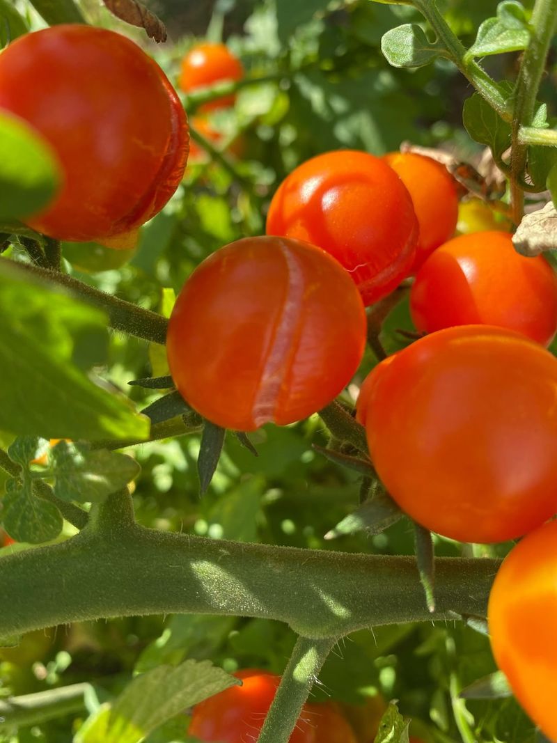 Leaving Overripe Fruit On The Plant Leaving Overripe Fruit On The Plant