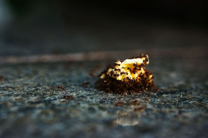 Leaving Pet Food And Food Scraps Outside Leaving Pet Food And Food Scraps Outside