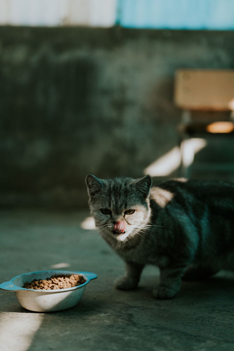 Leaving Pet Food Bowls Outside All Day
