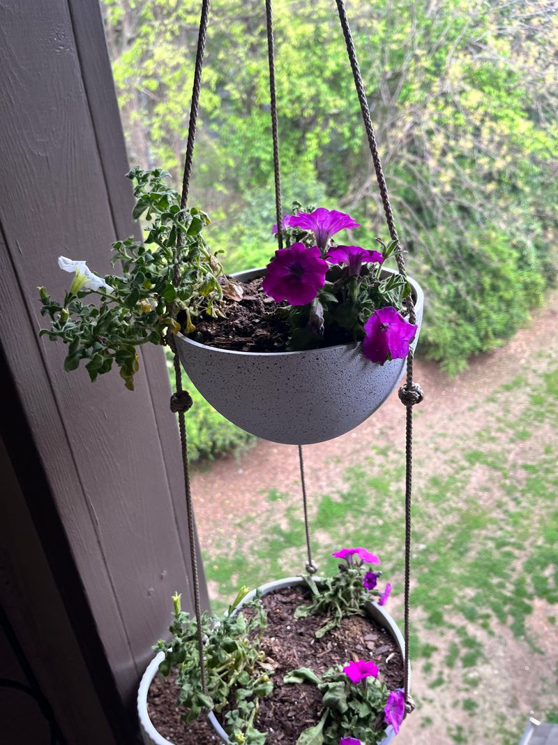 Leaving Petunias In Soggy Potting Mix Leaving Petunias In Soggy Potting Mix