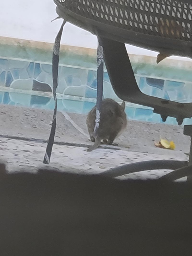 Leaving Pool Toys And Towels In Damp Piles