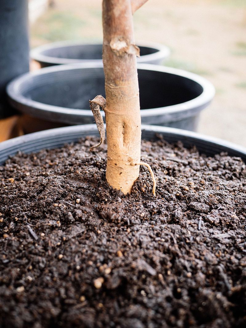 Leaving Roots Beneath Bare, Baking Soil Leaving Roots Beneath Bare, Baking Soil
