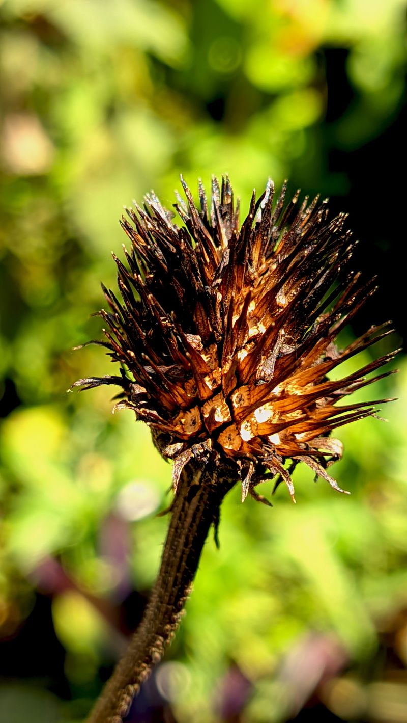 Leaving Seed Heads Intact Is The Key Step Leaving Seed Heads Intact Is The Key Step