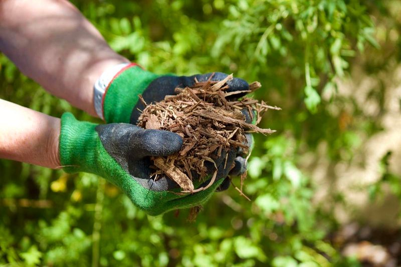Leaving Soil Bare Around Plants