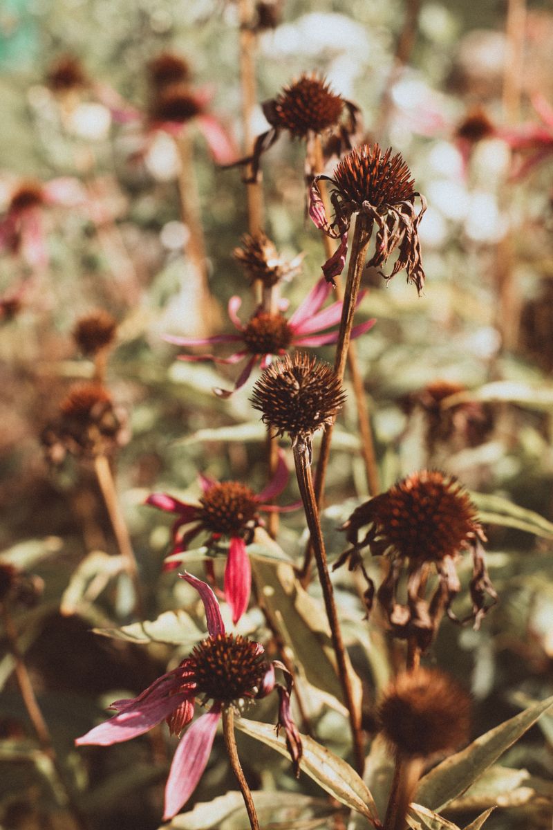 Leaving Spent Blooms Standing Matters More Than Removing Them Leaving Spent Blooms Standing Matters More Than Removing Them