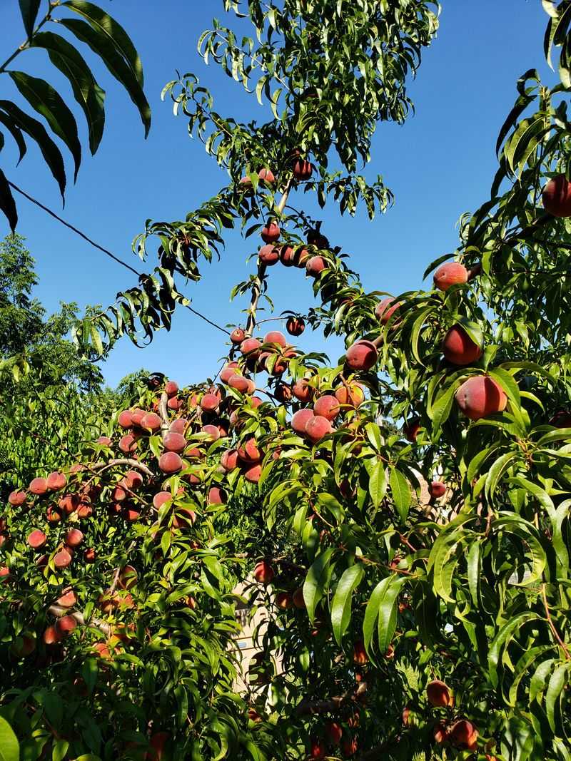 Leaving Too Many Peaches Shrinks Fruit Leaving Too Many Peaches Shrinks Fruit