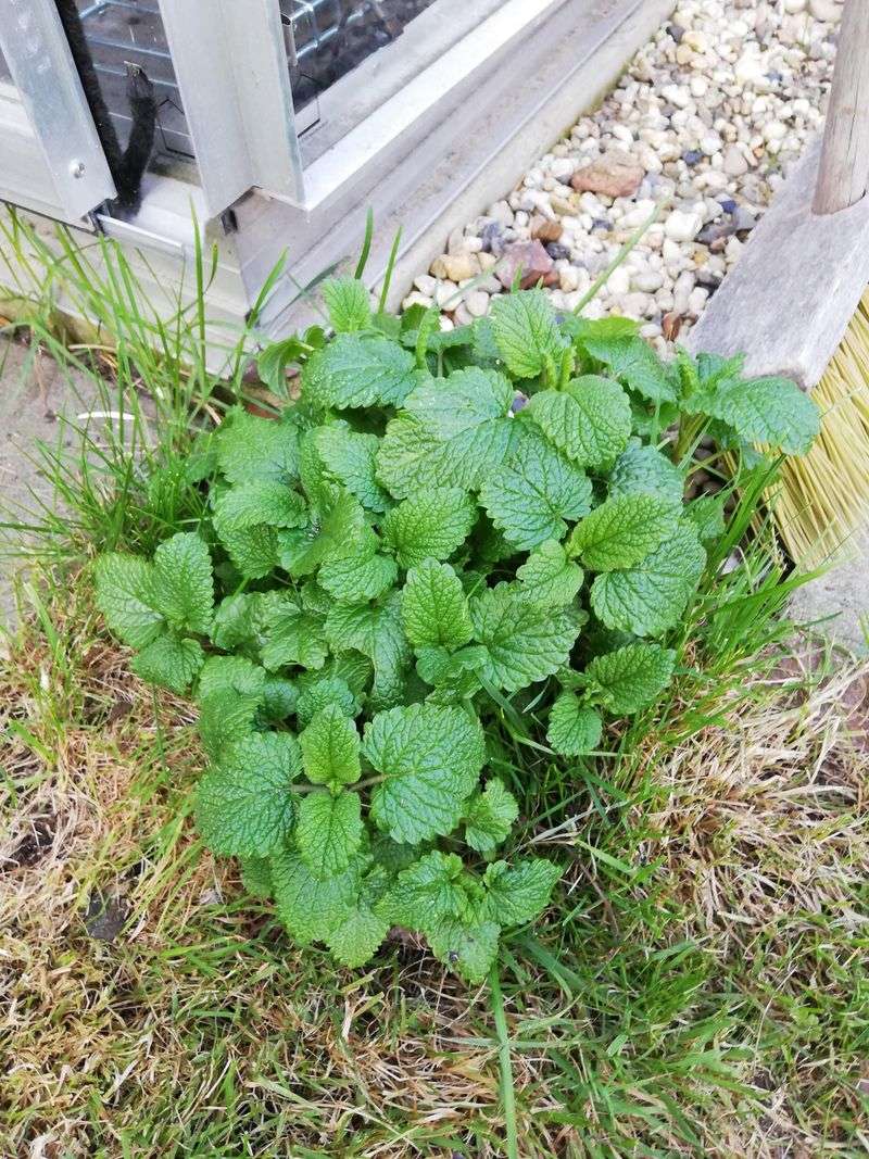 Lemon Balm Freshens Shade-Edge Paths