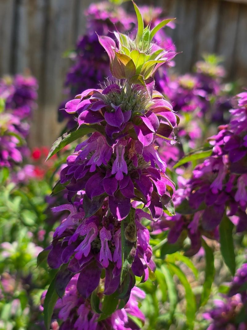 Lemon Beebalm