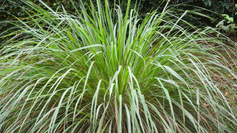 Lemongrass Brings The Scent Without The Hype Lemongrass Brings The Scent Without The Hype