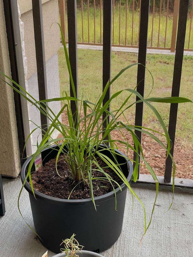 Lemongrass Deserves A Spot By Every Patio