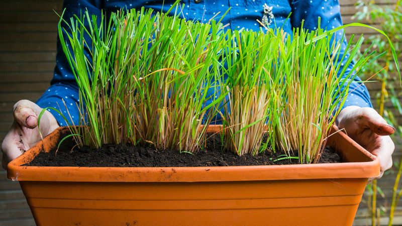 Lemongrass For Scented Patio Containers