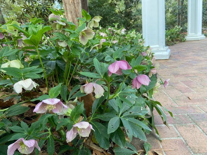 Lenten Rose Flowers Before Most Perennials Lenten Rose Flowers Before Most Perennials
