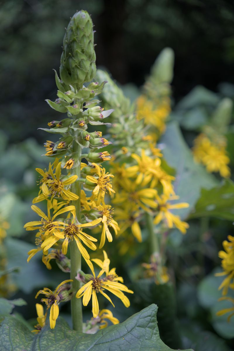 Leopard Plant