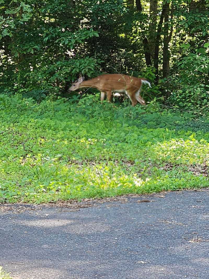 Less Appealing Texture Can Make Deer Move On Less Appealing Texture Can Make Deer Move On