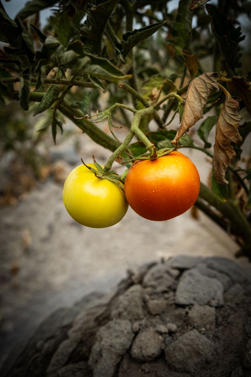 Less Energy Remains For Growth And Fruit Development Less Energy Remains For Growth And Fruit Development