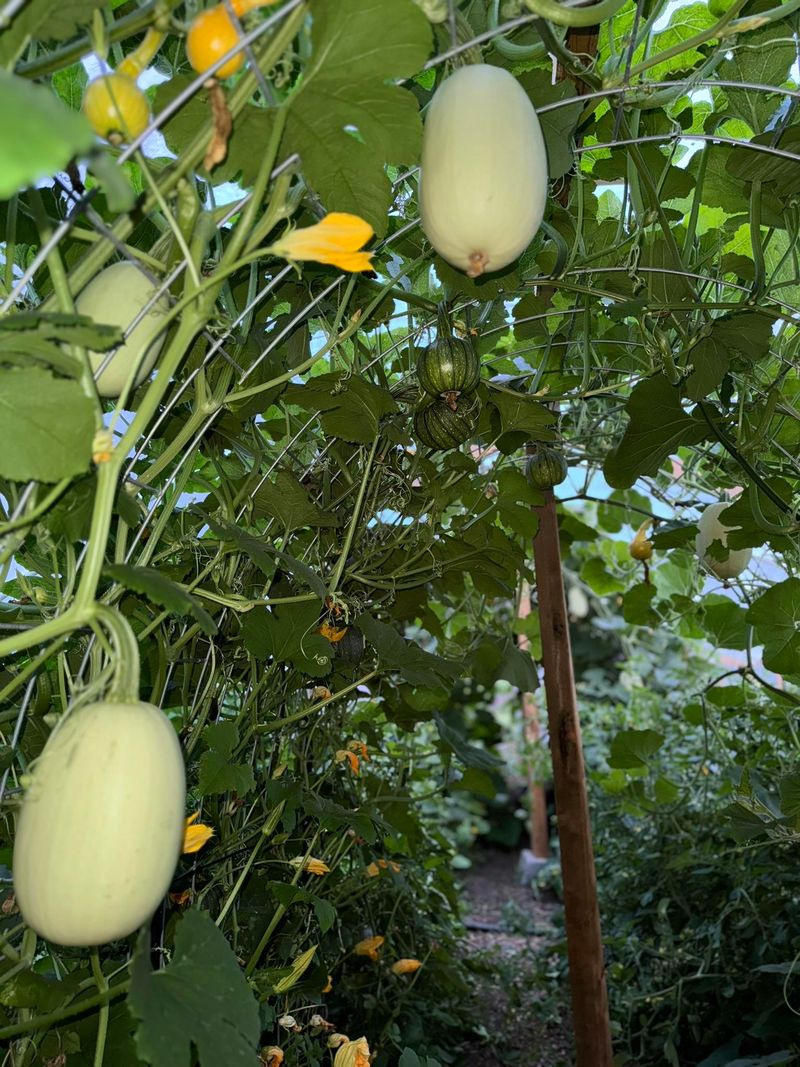 Less Soil Contact Means Less Splash Trouble