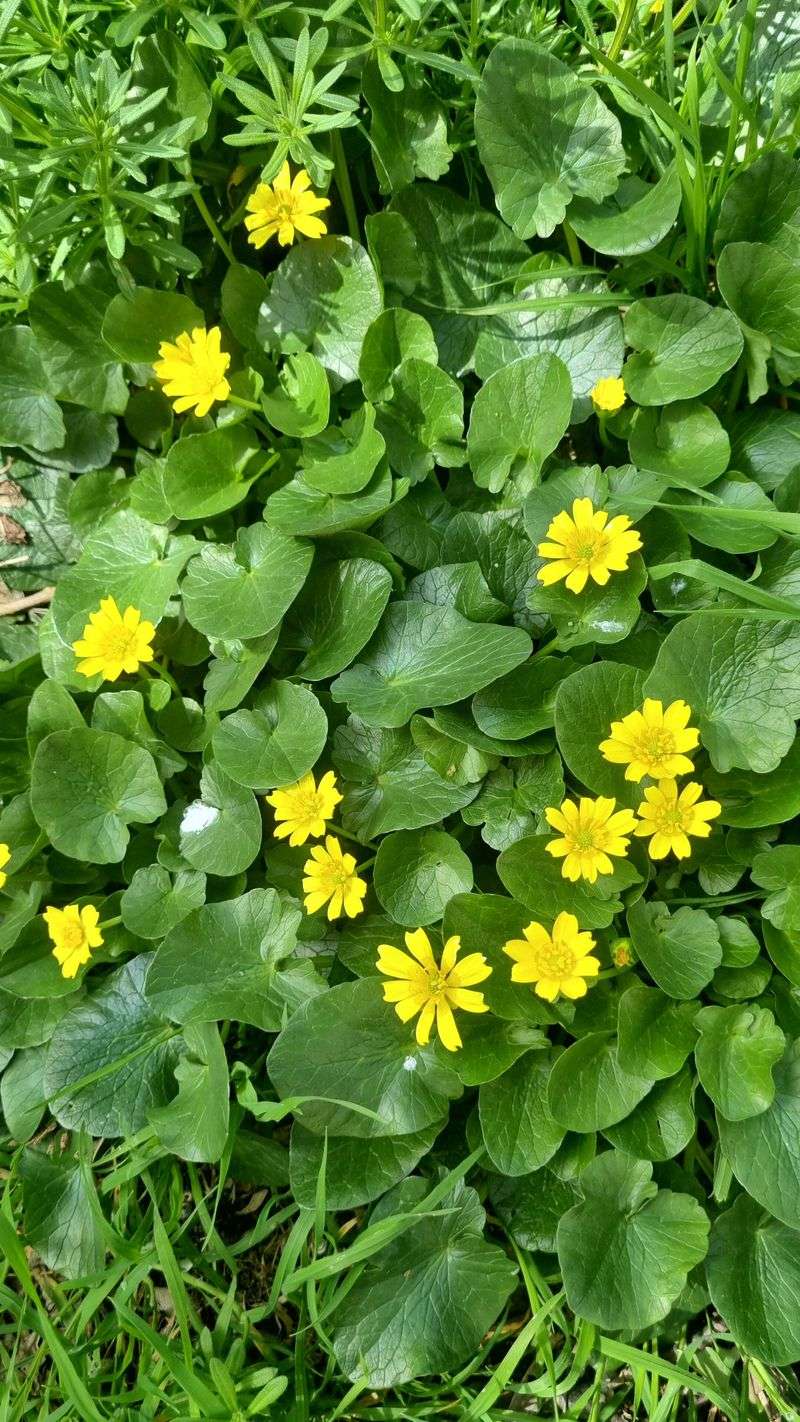 Lesser Celandine